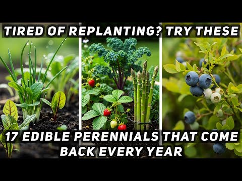 Tired of Replanting? Try These 17 Edible Perennials That Come Back Every Year