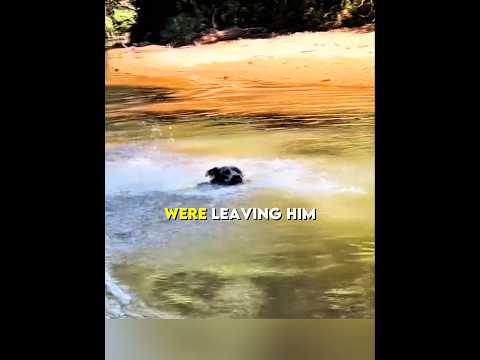 He Thought His Family Left Him Forever… 💔🐶