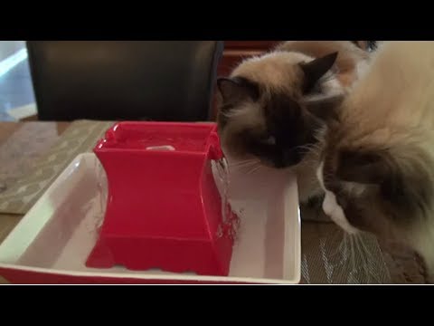 PetSafe Drinkwell Pagoda Mėlynas fontanėlis girdykla šunims ir katėms 2L video