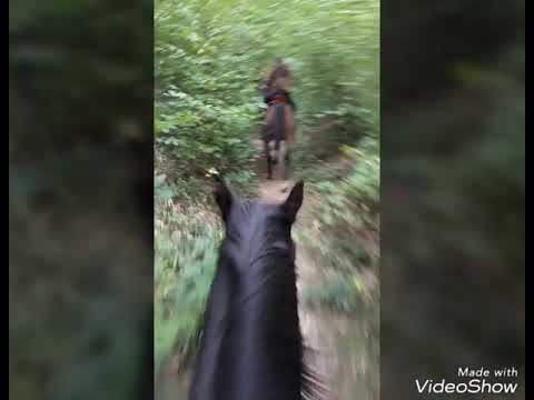 Gusenburg - Bescheid - Tour 27km