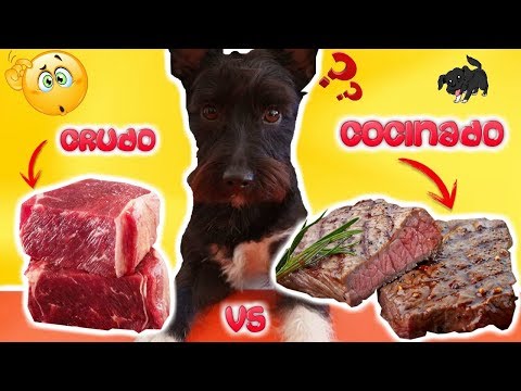 RAW VS. COOKED FOOD! What Does My Dog Prefer? Lana's Challenges