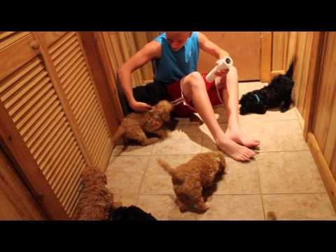 Chino & Dexter's litter