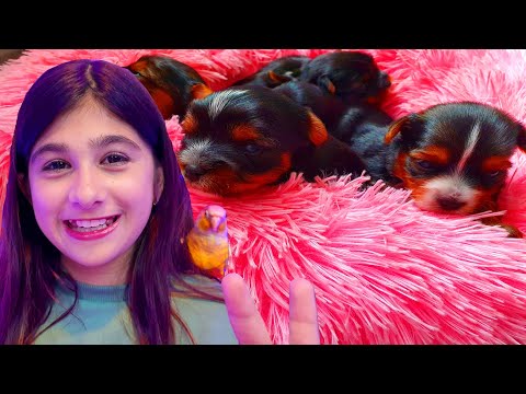 My Baby Dogs Fighting And Playing Cute Puppies | Funny Pets