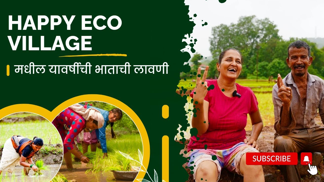 हॅपी इको व्हिलेज मधील यावर्षीची भाताची लावणी