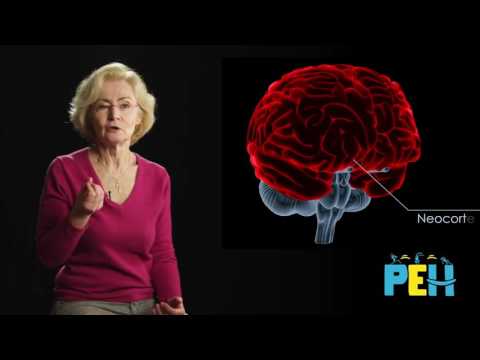 Pourquoi dit-on que le cerveau de l'enfant est immature ?