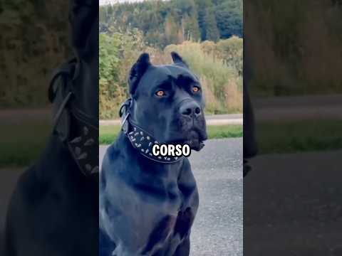 5 reasons why you should own a Cane Corso #dogs #dogs #canecorso
