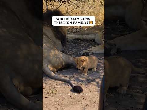 Tiny Lion Cub Runs the Whole Pride 🦁 #shorts