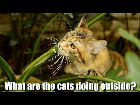 What are the Maine Coon cats doing outside?
