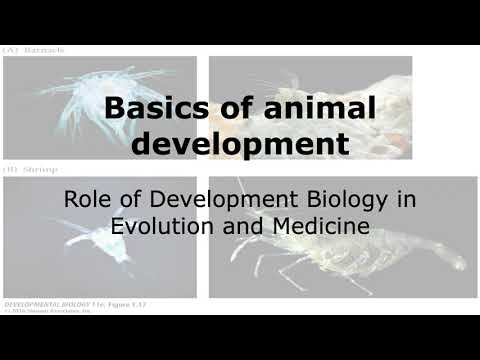 Basics of Animal Development: Role of Developmental Biology in Evolution and Medicine