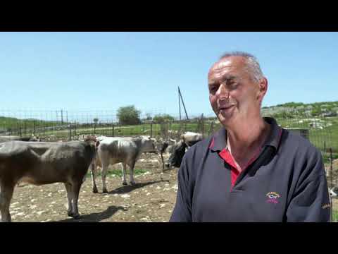 Naša priča ep. 306 01.07.2021. Zvonimir Lažetić, Dobrelja, Hercegovina, stočarstvo, gatačko goveče