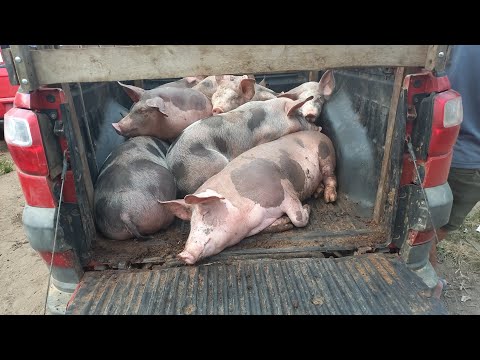 FEIRA DOS SUINOS E GALINHAS EM CAMPINA GRANDE-PB 
