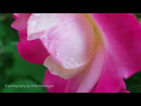 Romanos Melikyan - You are shining . Anna Mayilyan & Hayk Melikyan Ռոմանոս Մելիքյան - Շափաղ կուտաս