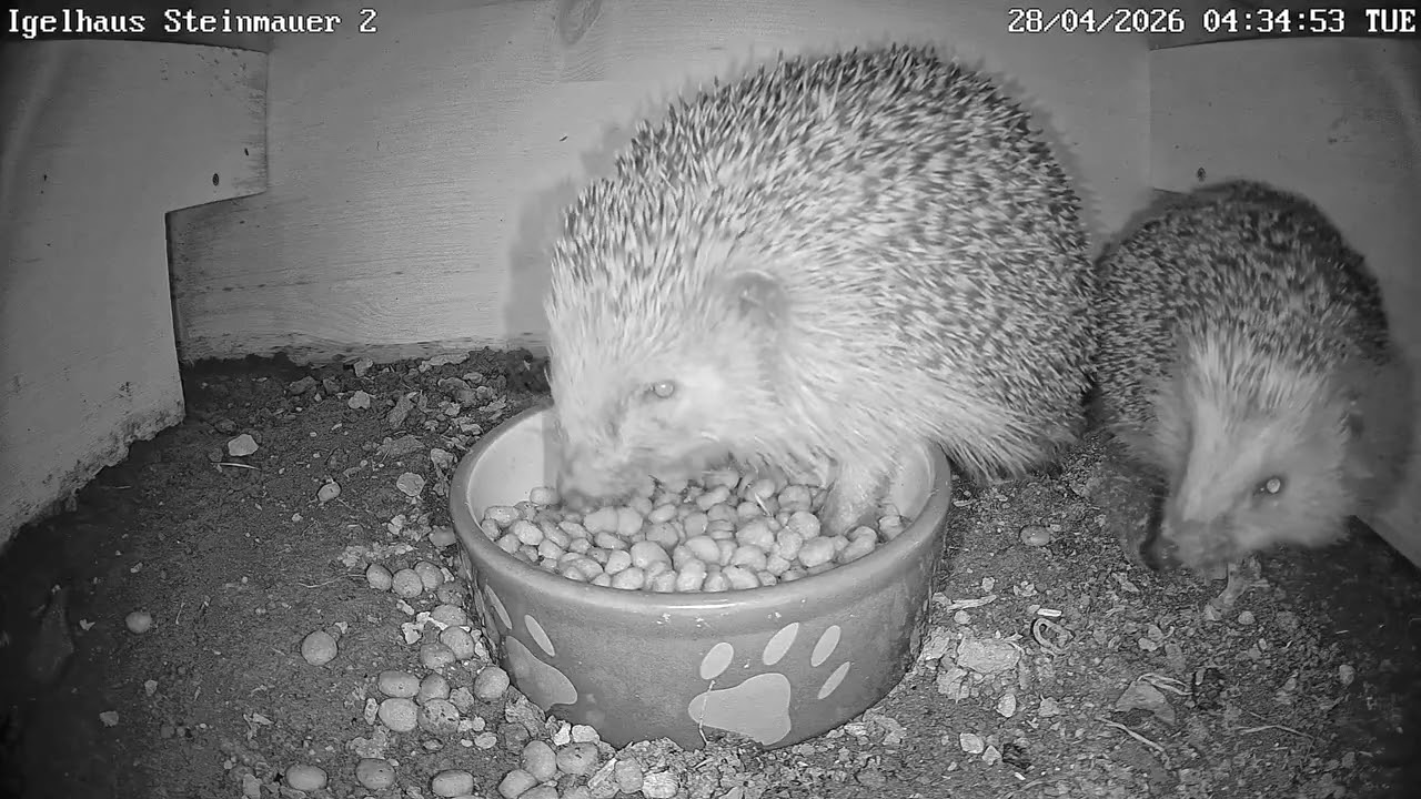 Fressgelage der Igel samt Igelkarussel | 28.04.2026