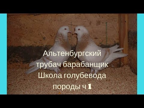 Альтенбургский трубач барабанщик Школа голубевода породы ч 1