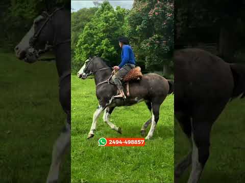 Caballo overo zarco manso de campo $3.800.000 LOSEQUINOS.COM