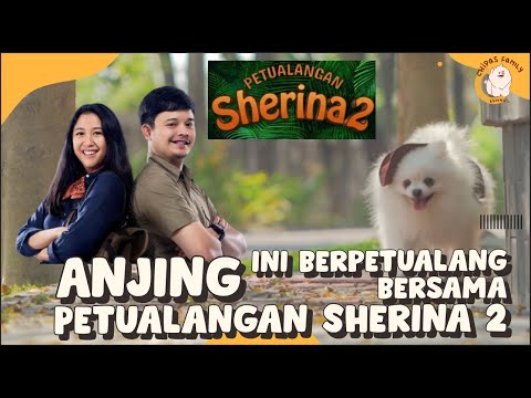 Anjing Ini Berpetualang Seperti Petualangan Sherina