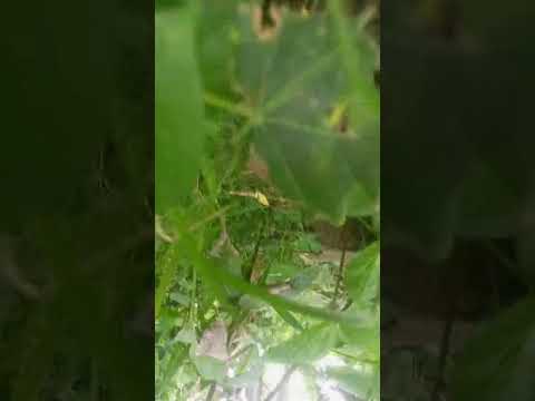 dayashankar Sultanpur YouTube channel