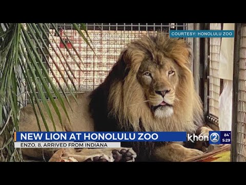 New male lion named Enzi arrived at the Honolulu Zoo