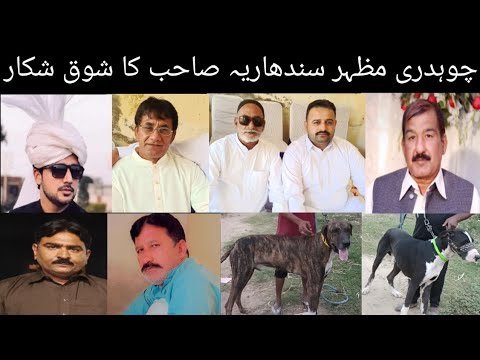 Best Pakistani Bully Breed Dog Name Halchal & Rockey Owner Ch Mazhar Sandharia Pak Lajpal Group #dog