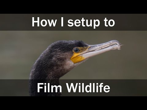 How I set up for filming wildlife - wildlife filmmaking tips