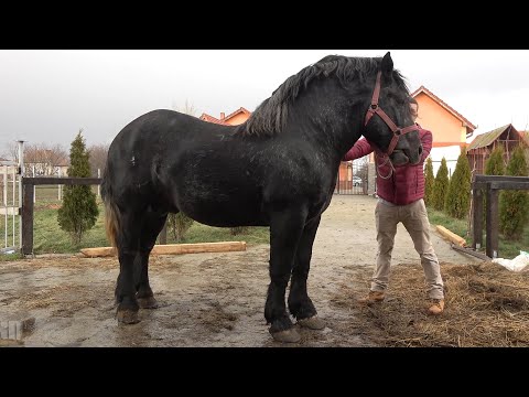 Caii lui Alin Blaga de la Corod, Satu Mare - 2020 Nou!!!