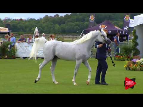 N.56 AL ARYAM BAREE - Chantilly 2017 World Cup - 4/6 Years Old Stallions (Class 9)