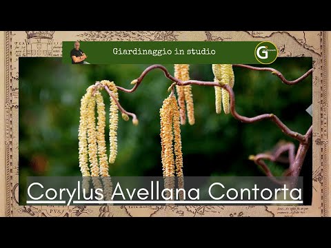Corylus Avellana Contorta .....una pianta tutta da scoprire