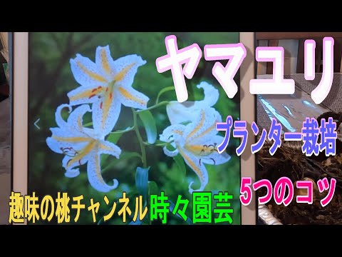 園芸 マルタゴン・リリー