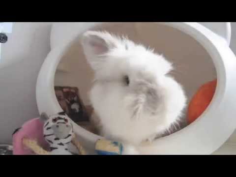 Puck the Bunny Predicts: Montreal Canadiens vs Tampa Bay Lightning