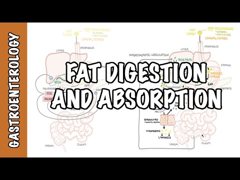 Physiologie de la digestion et de l'absorption des graisses (lipides)