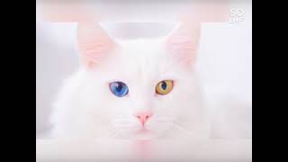 Download lagu story' wa kucing lucu mp3 Download lagu story' wa kucing lucu mp3