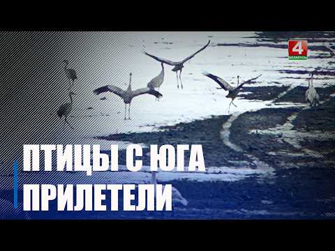Первые перелетные птицы появились на Гомельщине