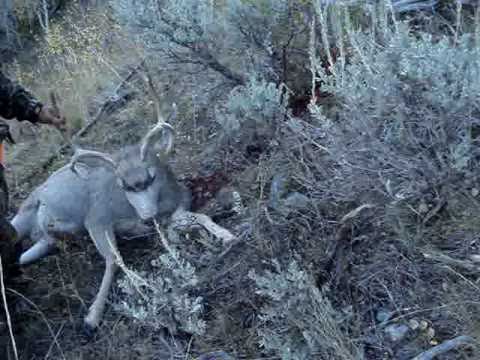 Mule Deer Hunt in Wyoming 2010 Browning Addicts Hunting Club