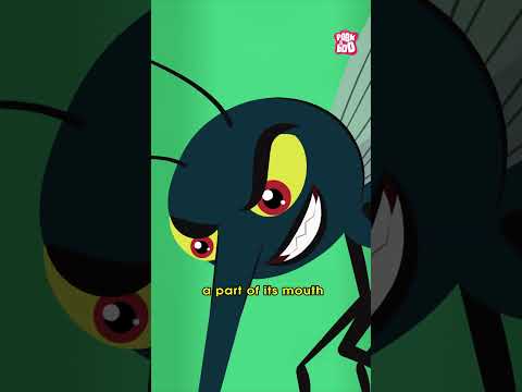 How Mosquitoes Bite Humans | Blood Suckers Insects | World Mosquito Day #shorts #worldmosquitoday