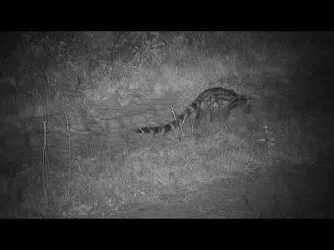 Djuma: Large spotted Genet out hunting - 03:45 - 10/27/20
