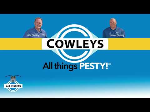 Targeting the Bed Bugs in Allentown, NJ