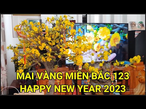🔴 QBS22357 - MAI VÀNG MIỀN BẮC 123 KÍNH CHÚC QUÝ VỊ VÀ CÁC BẠN NĂM MỚI 2023 AN KHANG THỊNH VƯỢNG !