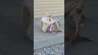 Video preview image #1 Mutt Puppy For Sale in Crystal, MN, USA
