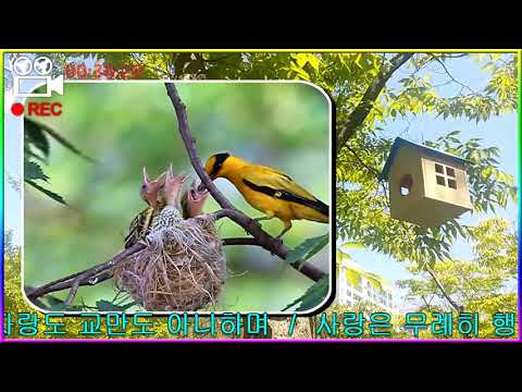 꾀꼬리의 모정母情21  0120