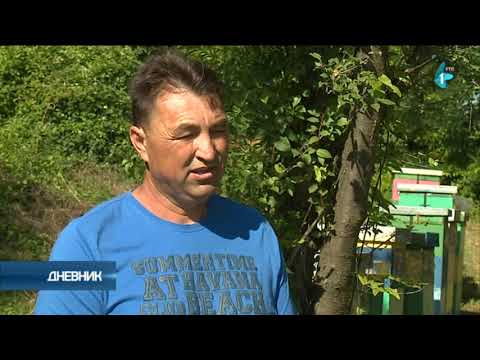 Pčelarstvo sve popularnije, raste izvoz meda