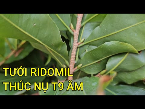 🔴 QBS23481 - WATERING RIDOMIL GOLD IN SEPTEMBER TO EASILY KILL FUNGUS AND SUPPORT PLUM BUDS TO GR...