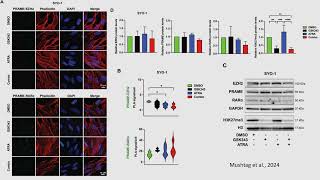 EZH2 inhibition sensitizes retinoic acid-driven senescence in synovial sarcoma