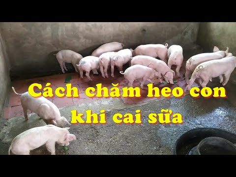 , title : 'Cách chăm sóc heo con khi cai sữa - How to take care of piglets when weaning'