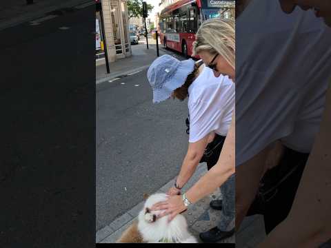 Walking through London with my dogs!! #youtube #dog #husky #vlog #vlogging #shorts #london #viral