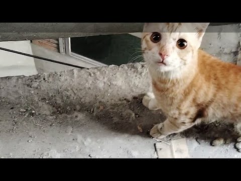 Someone's turn cat has lost his cat, he has been looking for his own house for a long time😥#help