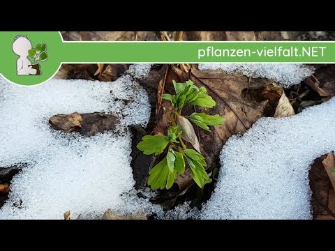Hohler Lerchensporn - Erste Boten - 20.03.18 (Corydalis cava) - Pflanzen-Bestimmung