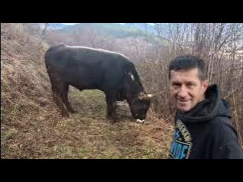 Mlade nade od Ahmeta Šehića