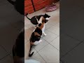 Fight Cat Fight Play Calico Tuxedo Omg Angry Bite Shorts Short Shortvideo Meow Love