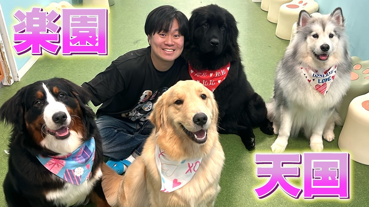 久しぶりに大型犬カフェ行ったら成長しすぎて仰天！