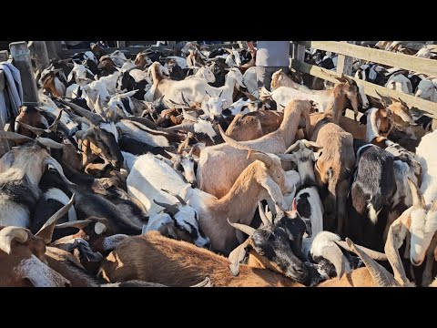 FEIRA DE OVELHAS BODE PORCO E DE CACHOEIRINHA-PE 03/09/2026 @reidoamendoim 